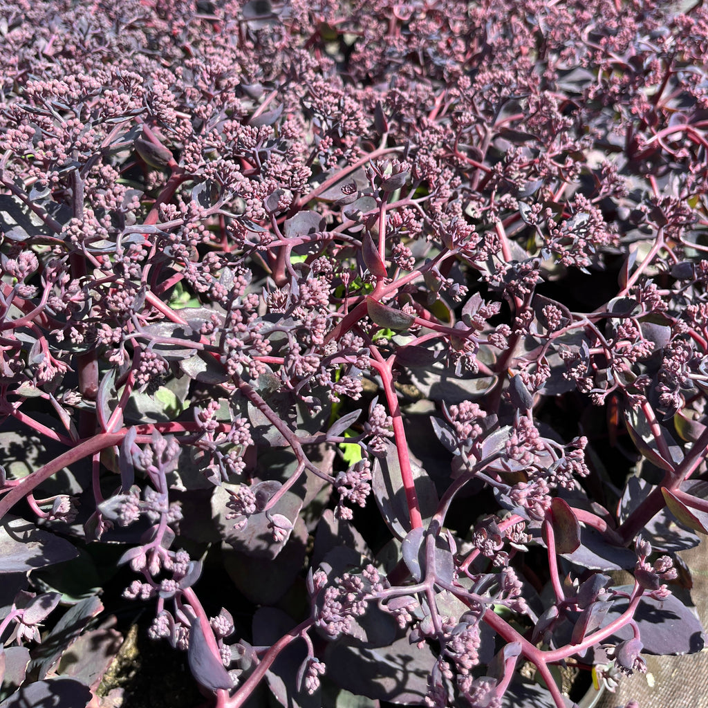 Verev kikkahari Seduction 'Cherry Chocolate'