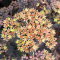 Verev kikkahari 'Xenox Yellow'