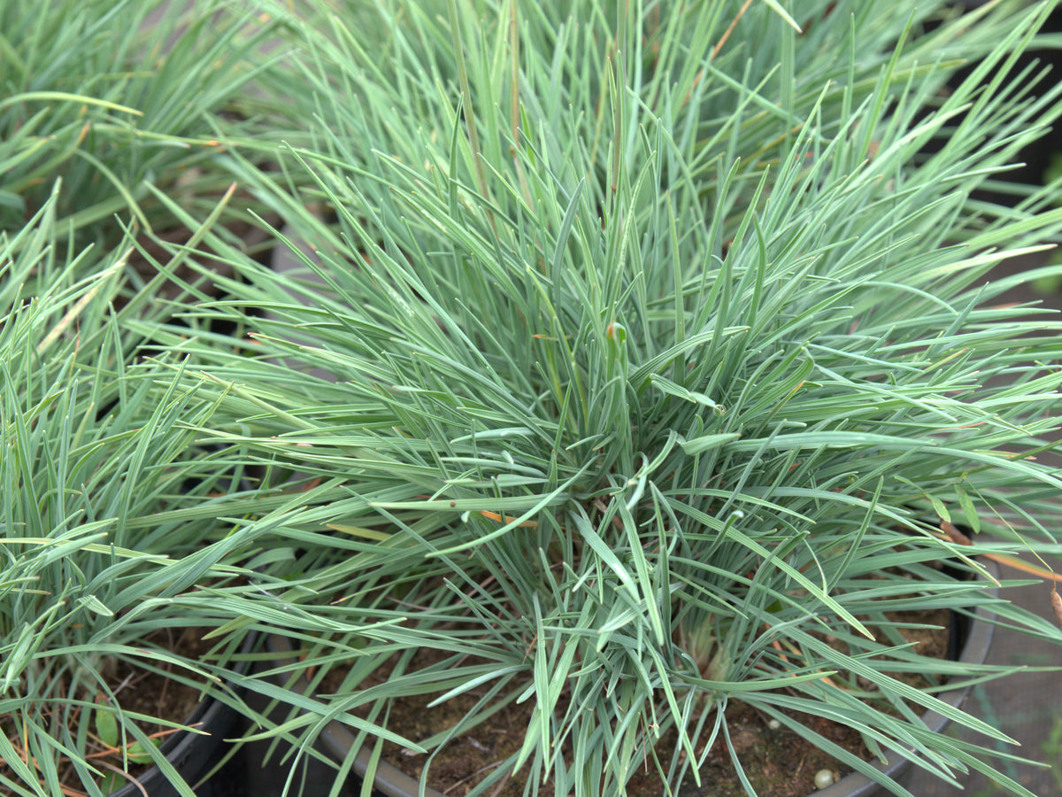 Vesihaljas haguhein 'Coolio'