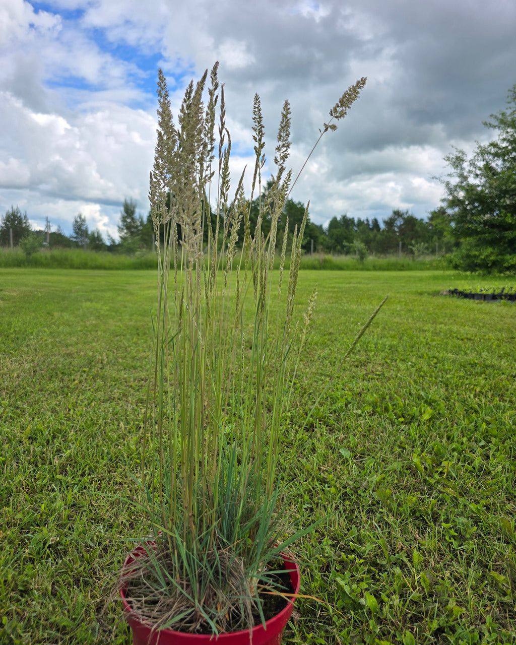 Vesihaljas haguhein 'Coolio'
