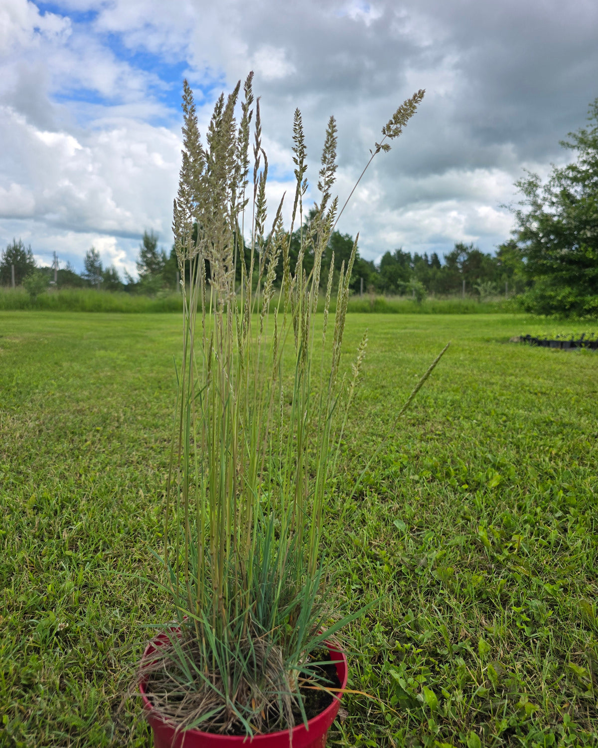 Vesihaljas haguhein 'Coolio'