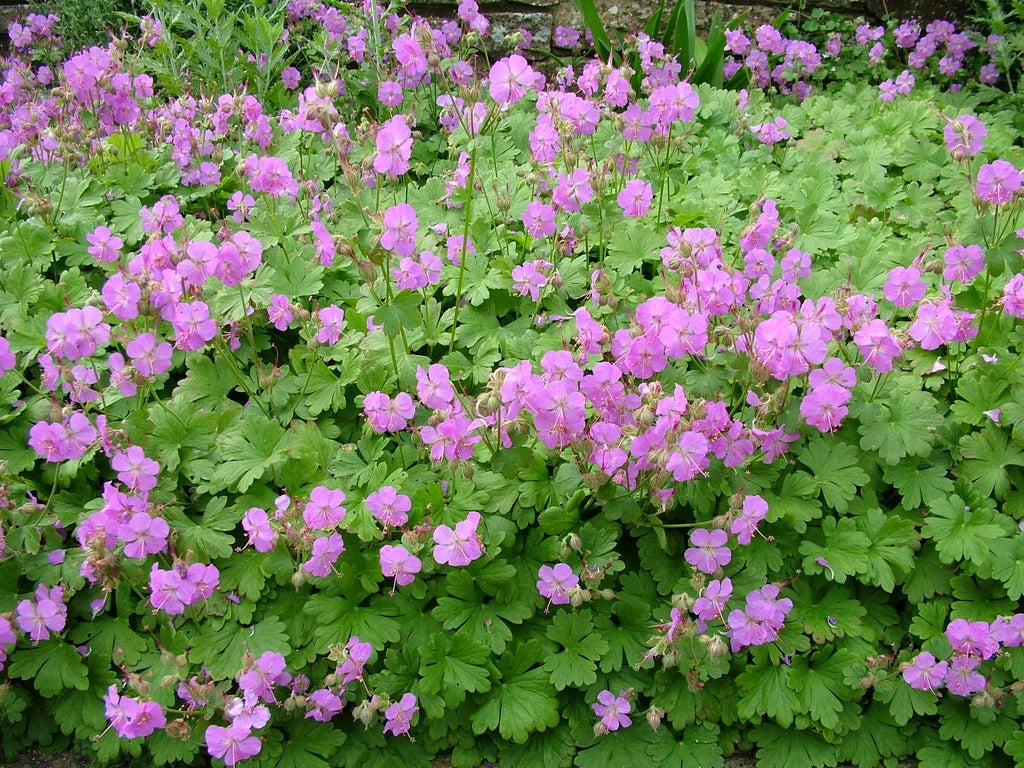 Viljatu kurereha 'Cambridge'