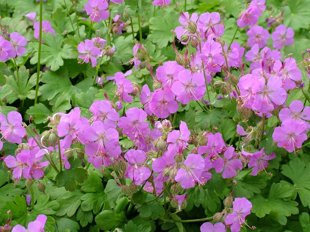 Viljatu kurereha 'Cambridge'