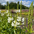 Virginia tonditupik 'Crystal Peak White'