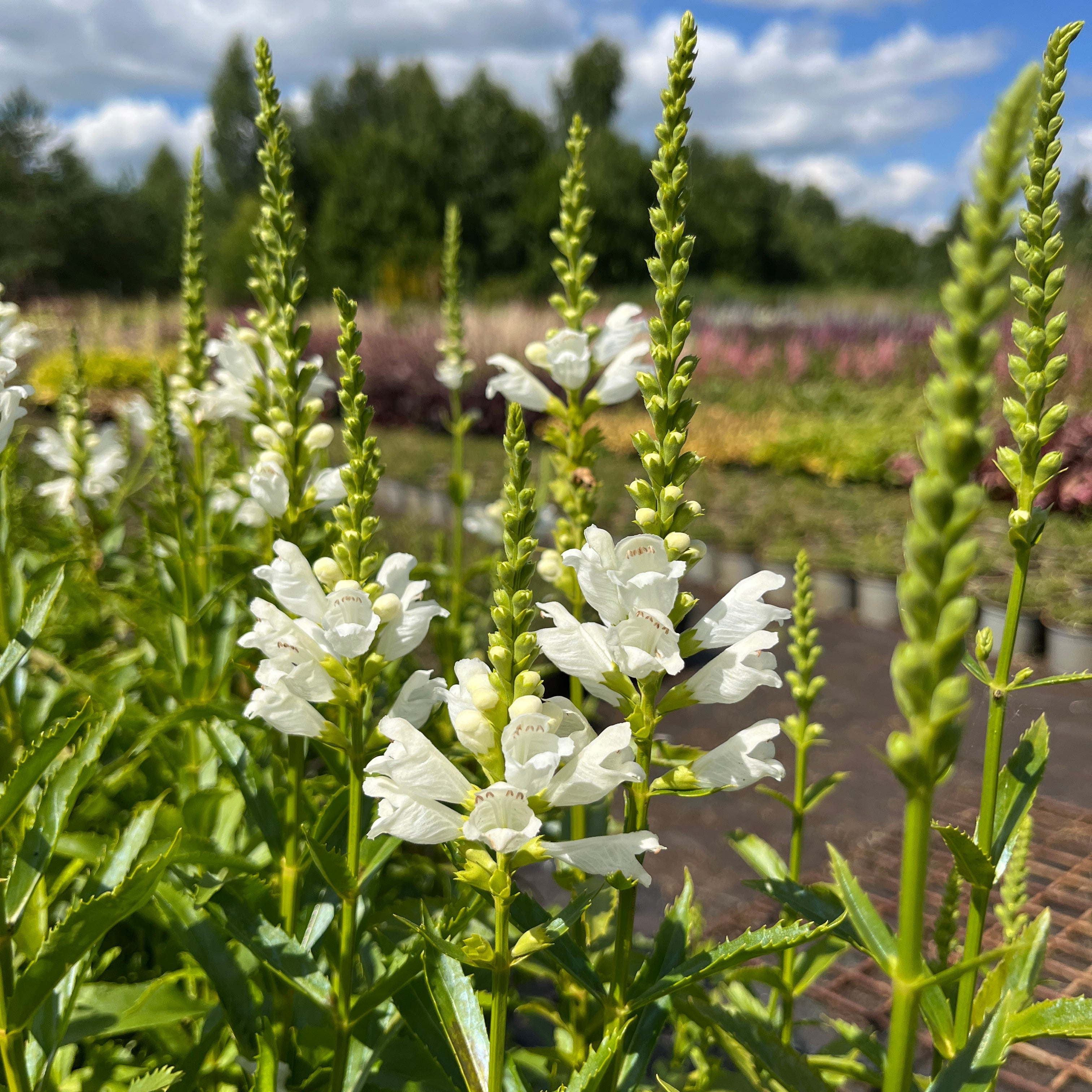 Virginia tonditupik 'Crystal Peak White'