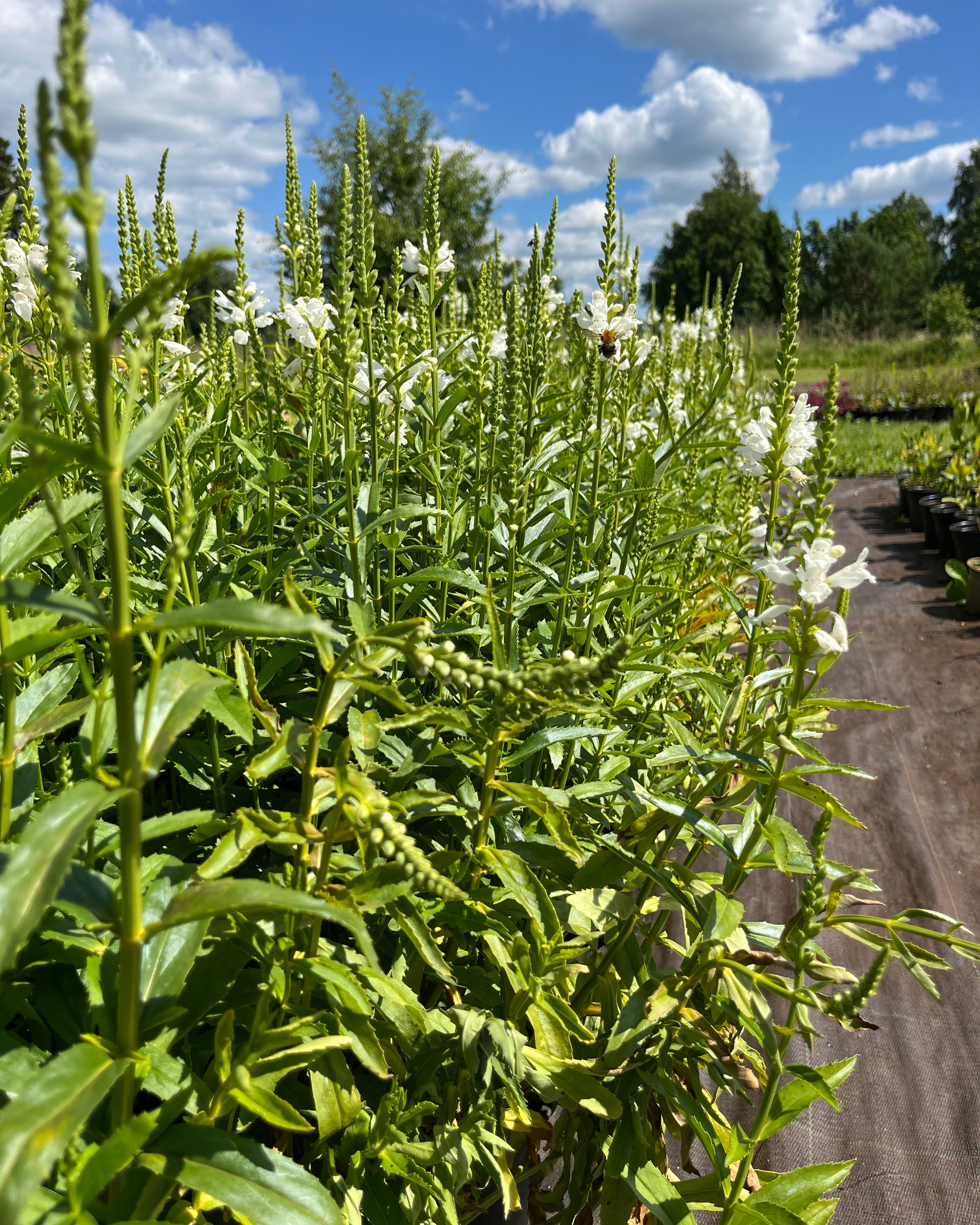 Virginia tonditupik 'Crystal Peak White'